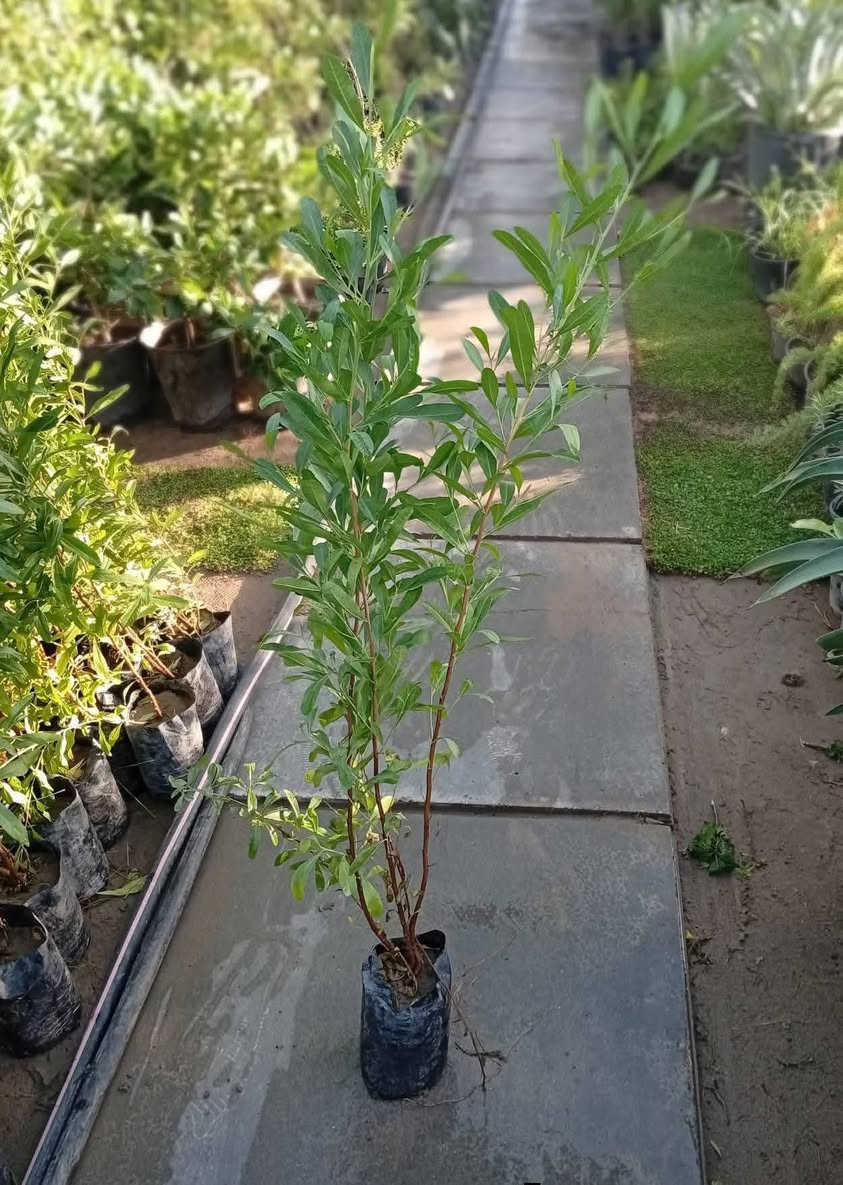 #عرض_خاص🔥
ددونيا لتحديد الحدائق ارتفاع متر وربع او اكثر♥️
بسعر 1000دينار فقط
يوجد لدينا خدمة توصيل لكافة احياء مدينة الموصل 
***********
