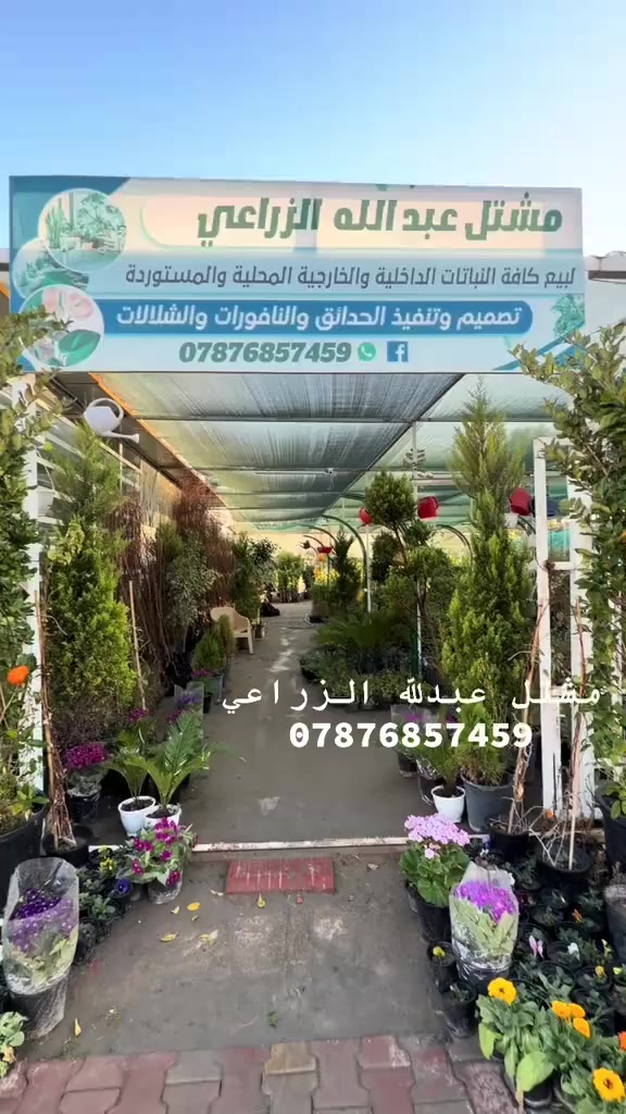 يوفر مشتل عبدلله الزراعي كافت أشجار الفواكه و الحمضيات🍊 🍋 ونفضيات🥭 🍎 🍑 🍏 🍅
ثيل الهندي الطبيعي درجه أوله أنتاج ديالى💯🔥🔥
يتوفر خدمت توصيل🚚 داخل رمادي و نباتات داخليه و الخارجيه🌿
لتجهيز الحدائق أهليه و الحكوميه
لتنفيذ وتصميم الحدائق الخارجيه و الداخليه
رمادي تأميم/_***********
