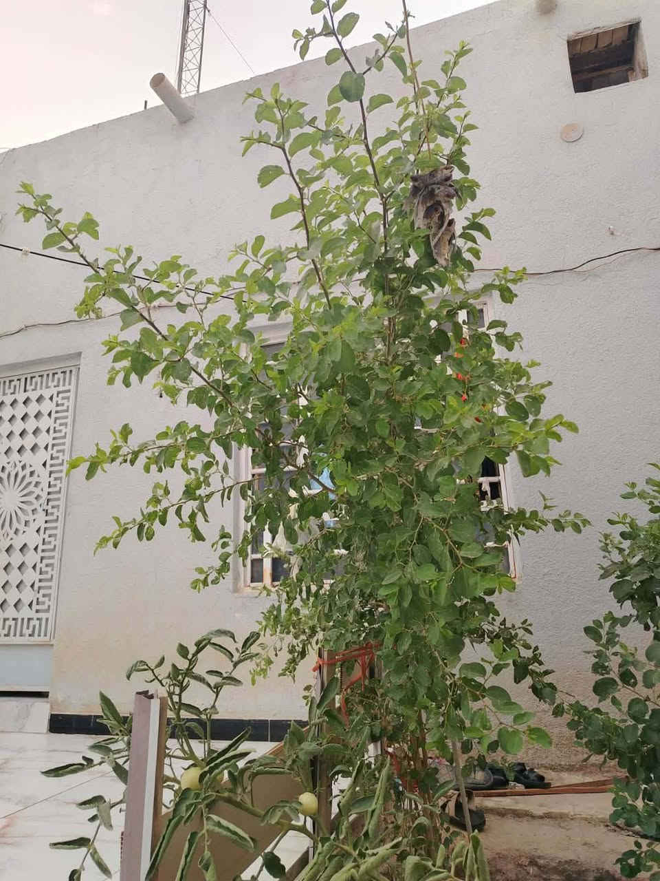 بيت للبيع بدجين شارع حجي كشكول فرع قصي ابو مولد مساحه ميتين رقم راعيه *********** المرسله عله صفحه ارد
