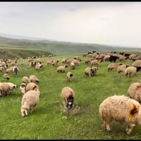 مطلوب سواق • مربي مواشي • عاجل