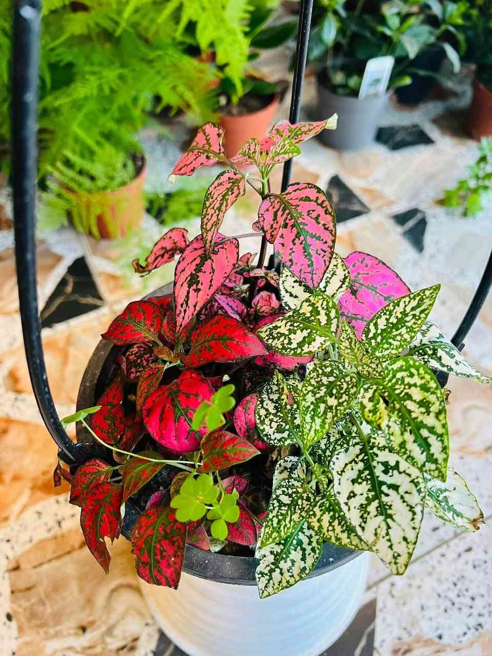 يعلن مشتل تل الورد 🌹🌹🌹
بادارة قصي السلطاني 🌺🌺

عن توفر مجموعة من النباتات والتحفيات والمنشطات 

وإطارات الحدائق والثيل وكل ماتحتاجة الحديقة 

كما موض

بالاضافه إلى توفر تراب مزيج خاص للسنادين 

كما يتوفر مجموعة متنوعة من الأشجار المثمره سننشرها في وقت لاحق مثل التفاح والكرز والجوز والخوخ والمشمش والكوجه وألو ولنك الدنيا وكثير من النباتات لم تنشر ان شاءالله في وقت لاحق سننشرها  كل ماتحتاجه الحديقه متوفر الآن 

بالاضافه إلى كادر عمل متخصص بتاهيئية وترتيب وزراعة الحدائق 

كل ماعليك زيارة مشتل تل الورد 🌹🌹

العنوان بابل المدحتية شارع ربيانه قرب المركز الصحي 

مقابل مدرسة المجتبى الابتدائيه 

للاستفسار فقط وات ساب ع الرقم *********** 

توجد خدمة توصيل 🚕
