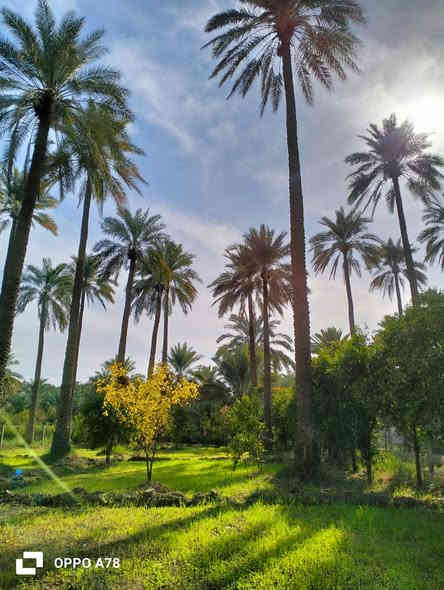 السلام عليكم
نص دونم للبيع طابو سند (25) مسيج بالكامل ومعزول PRC ويتحول باسم المشتري بالطابو شرط

مساحة بالسند (1306) متر 
مربع (الواجهة 25 ونزال 50)

بيه تقريبا 22 نخلة وحمضيات واشجار

الموقع:
 الصويرة يبعد عن جسر الصويرة تقريبا 2 كيلو وقريب جدا على النهر كهرباء قريبة علي والمي مشترك مع باقي المزارع وبي حاليا فلاح لازم البستان كله ومداري والصور توضح كلشي

سعر البستان (((75))) مليون وبي مجال 

اي اسالة او استفسار على الرقم ***********
او 
***********
