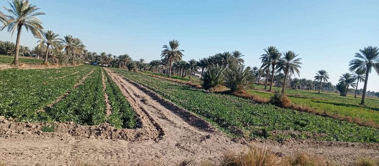 السلام عليكم 6 دونم للبيع عقد 117 أرض درجة اولى موقع مميز قريبه على شارع الليلي سنجار تحتوي على برينه عدد اثنين وماء البئر عذب يصلح لكافه المزروعات وماء سقي متوفر وتحتوي على اكثر من 20 نخله حماله العنوان أبي غرق قرية زغير العنون للاتصال *********** أو الاستفسار على الخاص
