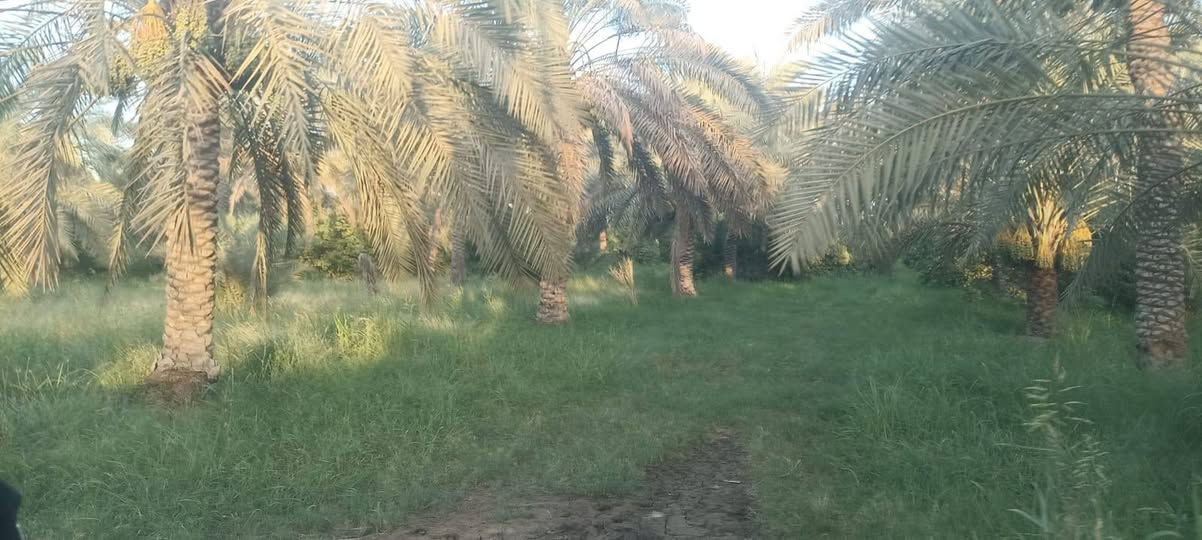 السلام عليكم ورحمة الله
يوجد دوانم طابو زراعي سند 25في المدائن سلمان باك شارع سيد علي ماء كهرباء تبليط قريبه عليهن تحويل باسم المشتري واجهة الدونم الواحد 47ارض مربعه ومبستنه من نخيل واشجار للستفسار اكثر التواصل علئ الرقم
***********
