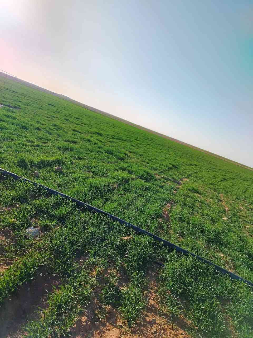 مزرعة ذكية للبيع
📍المزرعه تعمل بالهاتف ومراقبة بمنظومة كامرات 
     مساحة الارض ٣٠٠ دونم بيها مرشات عدد ٢ وبيها  
    عقد وبيها اجازات ابار عدد ٢ كل مرشة بيها بيرين
    ((ماء حلو))
📍انظمة تسميد لكل مرشة يعني التسميد الذاتي عن
     طريق المرشة نفسها بالحقن الذاتي
ابيعها هي والزرع مالتها بيها مولد وطاقة شمسية عدد ١٨٥ لوح تشغل المرشات اثنينهن بنفس الوقت وبيها كهرباء وطني

السعر للثلاثمائة دونم مع  الطاقه والمرشات والزرع على الرقم *********** @ ***********

ملاحظة 
اكو مجاور الي ٤٠٠ اخرى لاخواني هم يريد يبيعون
بيها مرشات عدد ٣ وطاقة ومولدات ووطنية وبيها عقد نفس الشي يعني الي يريد الموقع الكلي هم ابيعه
المكان الرمادي تبعد عن التبليط ٥ كيلو
