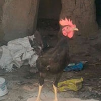 ديوجه • سعر خاص