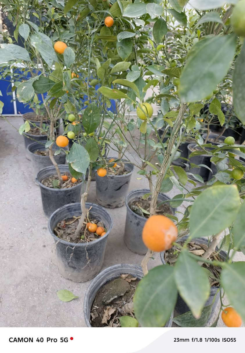 متوفر لالنك صيني درجه اولى في مشتل شهاب الزراعي


**إذا كنت صاحب هذا الإعلان وتريد حذفه لأي سبب، رجاءا أرسل رسالة إلى الدعم الفني**