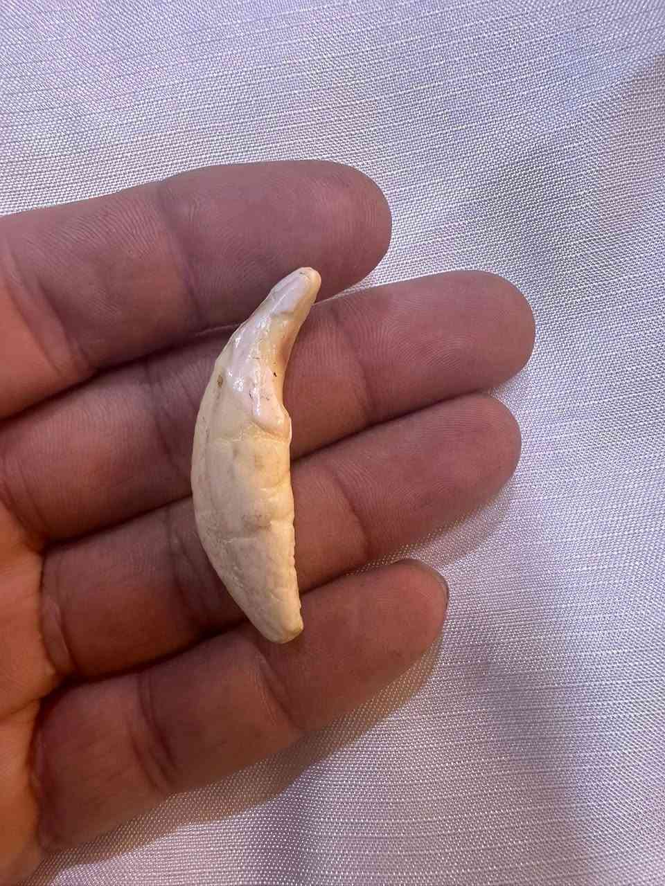 ناب ذيب اصلي ذمه


**إذا كنت صاحب هذا الإعلان وتريد حذفه لأي سبب، رجاءا أرسل رسالة إلى الدعم الفني**