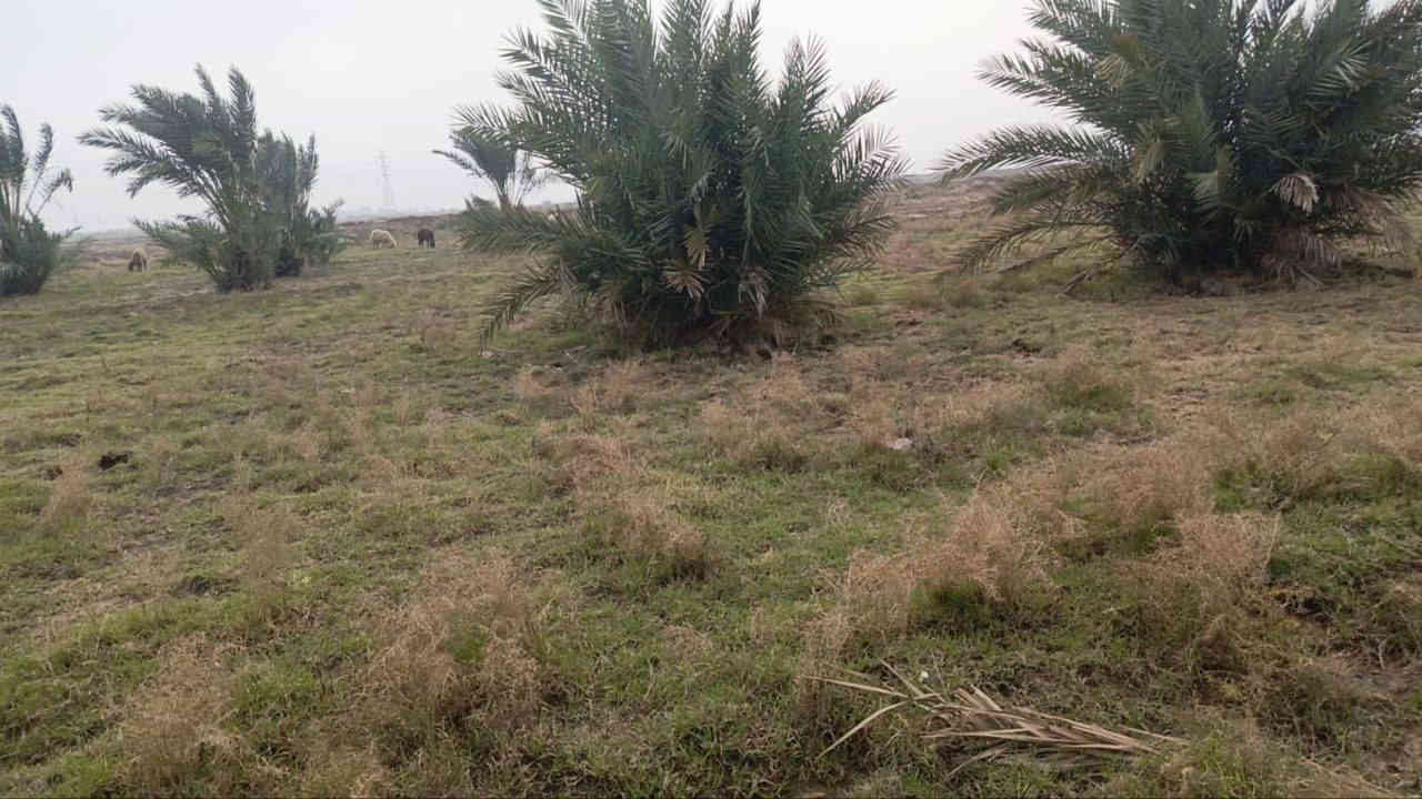 #يالله 
40 دونم للبيع
سند 117
المكان ابو سبع علئ طريق الميمونه

الدونم بيهن نخل حوالي 300 نخله
مع ابيوت  2 كاملات
 وبيت هيكل

خدمات كامله ماء كهرباء تبليط
قرب مدرسه ثانويه الشيخ الطوسي

السعر الدونم الواحد 13. مليون وبيه مجال

الاتصال ع الارقام التاليه او مراسلتنا عبره الواتساب
***********
***********

#ملاحظه"لدينا جميع البيوت والقطع الاراضي بأسعار مناسبه
 
#وجاهزين" لعرض البيوت والقطع الاراضي
