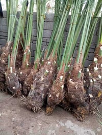 نخيل نادر • اصناف نخيل • بيع