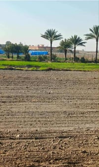 الصقلاوية • طابو زراعي • شاطية ٩دونم