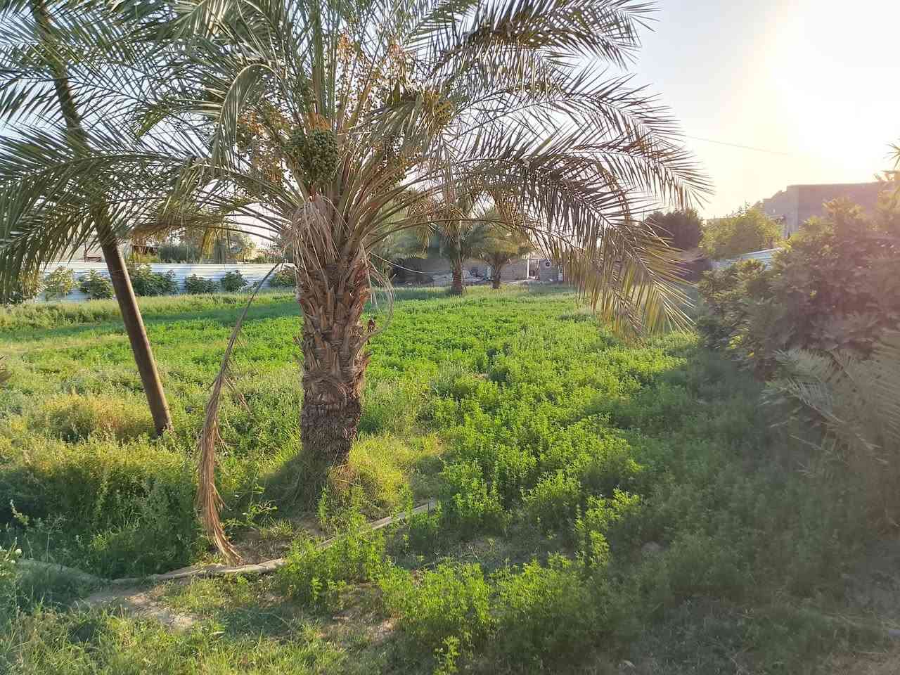 ارض للبيع في حي الحكيم المساحه دونم مع بيت بناء بلوك مساحه ٢٠٠م تقع ع شارعين شارع جهه مدرسه شهداء الطليعه وشارع جهه الري الارض حاليا مزروعه جت يتوفر ماء اساله وتبليط وكهرباء
@الجميع ***********
