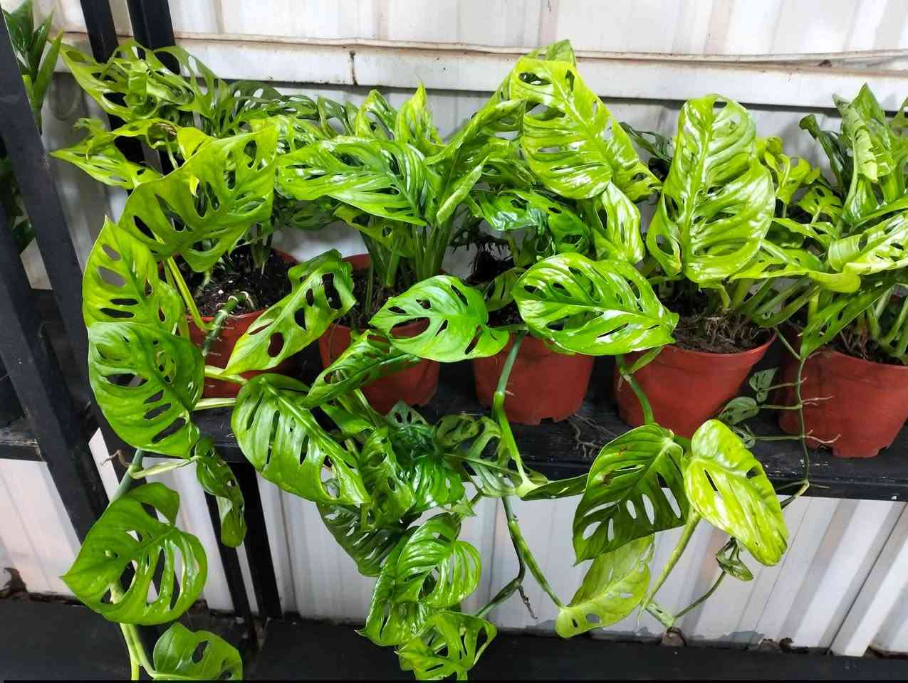 وصلت وجبه جديده من النباتات الضليه 
لطلب والاستفسار مراسلة الصفحه يوجد خدمة توصيل خانقين جلولاء سعديه @إشارة


**إذا كنت صاحب هذا الإعلان وتريد حذفه لأي سبب، رجاءا أرسل رسالة إلى الدعم الفني**