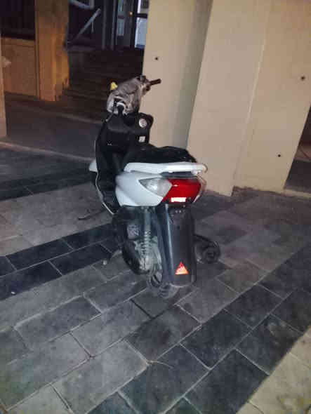 سلام عليكم دراجه سكنس للبيع الدراجه نضيفه كلش الكفرات ختم واحد المحرك نضيف كلش +اكلجات رياضي السعر 700 وبيه مجال بكاني بغداد شارع حيفا رقمي واتساب ***********
