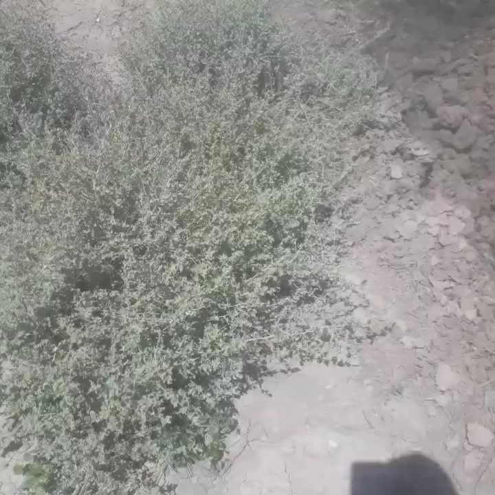 سلام عليكم مكينه تركي للبيع جاهزه من كل نقص ما بيهه ايشي تخم تأير جديد محرك وكير وكسن خير من الله باقي.  التفاصيل ***********   ***********
