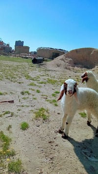 طليان • ٢ نثايه • بصره ام قصر