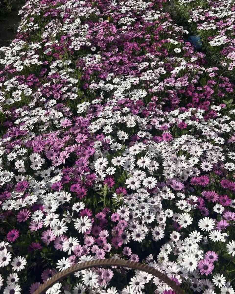 نباتات العيد 
وجبة مميزة من النباتات الخارجية
جمبد روز وبيبي روز 
نبات السرو
مكحلة بانواعها
مكحلة بنفسجي 
لسان العصفور 
تراجي العروس
بازلاء عطرية
نعناع
عطر الشاي 
اكليل الجبل
ورد موسمية متنوعة
وباسعار مناسبة جدا

🚚 توصيل فقط
#Jouriyyah_plants #نباتات #موصل #ديكور #زراعية #هدايا #استشارات #زراعية


**إذا كنت صاحب هذا الإعلان وتريد حذفه لأي سبب، رجاءا أرسل رسالة إلى الدعم الفني**