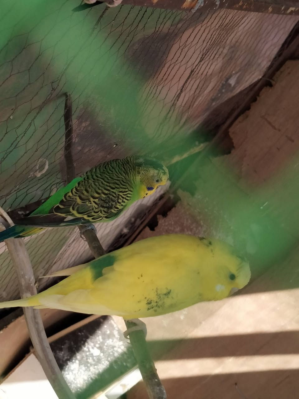 سلام عليكم  يوجد  بلابل جوز نشطات مابهين اي مرض جوز 10 وبي مجال على  رقم ***********
