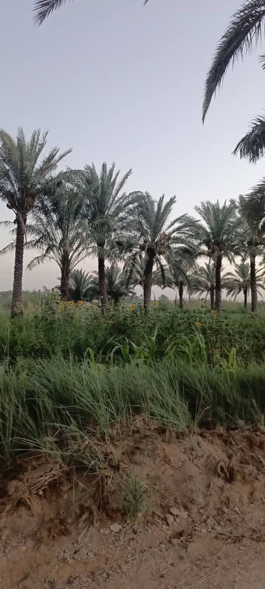 السلام عليكم للبيع مساحة ٤ دونم
مع كافة الخدمات متوفره تحويل سند ٢٥ بسم شخص واحد
عليه شارعين بدايت النيل قرب مخازن سيراميك مرجان
وطريق ثاني مقابيل كوين بارك وطب مسيجات وجاهزات يرهم مزرعة ومخازن وسكن بكيفك كلشي متوفر بيه
من يرغب بالشراء ينتصل ويدلل ***********/***********
تبعد عن مركز مدينة ١٠دقايق بلسياره 
تحياتي لكم اخوكم مالك السلطاني
