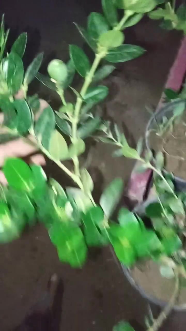 يتوفر لدينا نبات عطر الببسي للحجز والاستفسار مراسلة الصفحه او الواتساب ***********
