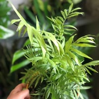 شمدورة • وسط • كثيفة