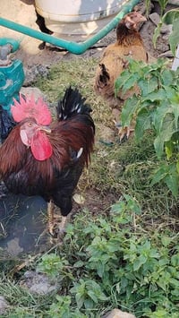 عندي دجاجات للبيع 5ثنين امايات 3زغار  07777472856