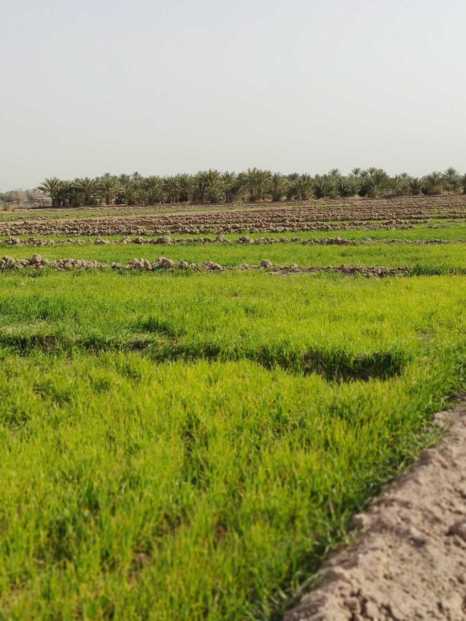 سلام عليكم مزرعه للبيع المساحه 10دونم عقد 24 مجدد بسمي طريق كربلاء نجف عامود 430 جهة الحسينيات  تبعد عن شارع العام كيلو ونص بيه ماي اساله وبير سعر الدونم 15
***********
