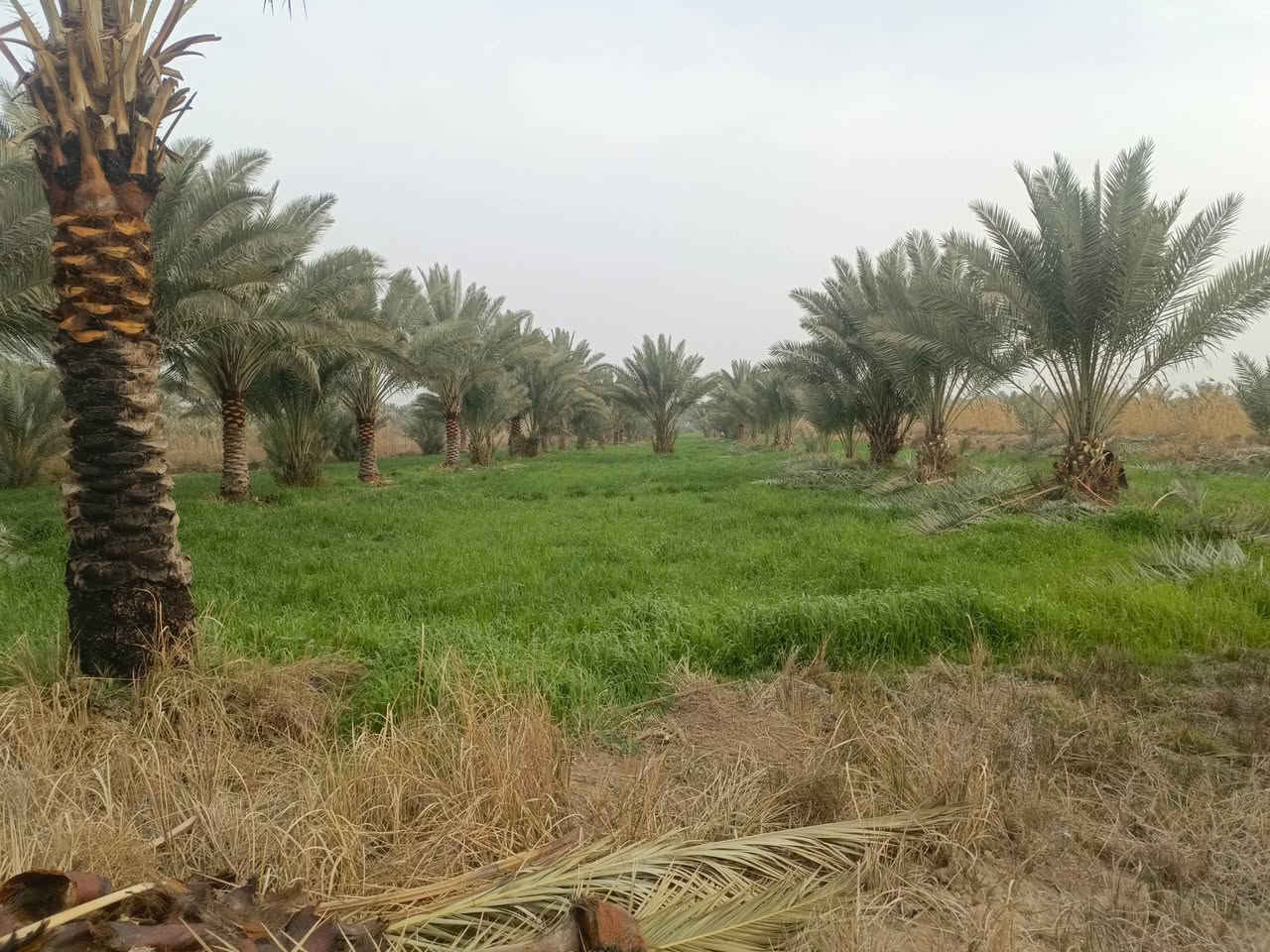 السلام عليكم
#اربعه دونم 
#طابو زراعي سند 25 تحويل مباشر 
#وجه الارض 40 متر 
#تبعد عن شارع العام طريق كربلاء نجف كلوين 
#تصلح الارض سكن او منتجع او زراعه الارض مخدومه
#موقع كربلاء منطقه الجذار 
***********
***********
