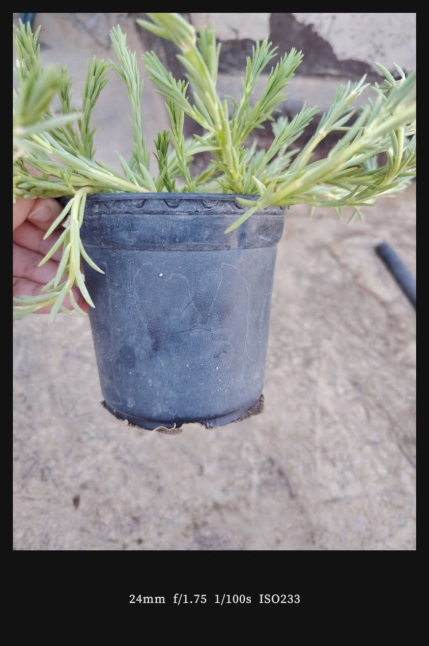 ورد الصباح العراقي سعر السندانه ٥٠٠ دينار***********
