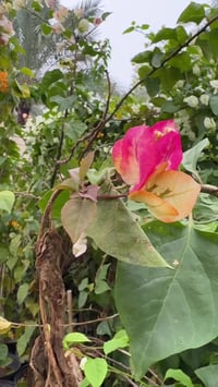 جهنمي • هجين • نبات زينة