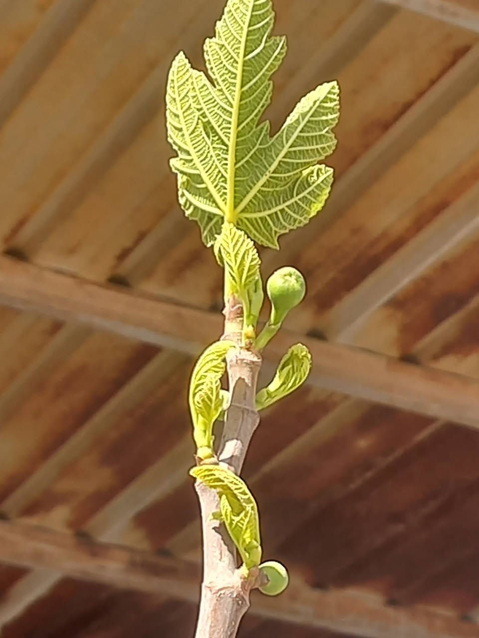 يتوفر لدينا وجبة جديدة تين بني مسلم بحجم مترتين ونص بسعر 5 الاف وبحجم مترتين بسعر 4 الاف


**إذا كنت صاحب هذا الإعلان وتريد حذفه لأي سبب، رجاءا أرسل رسالة إلى الدعم الفني**