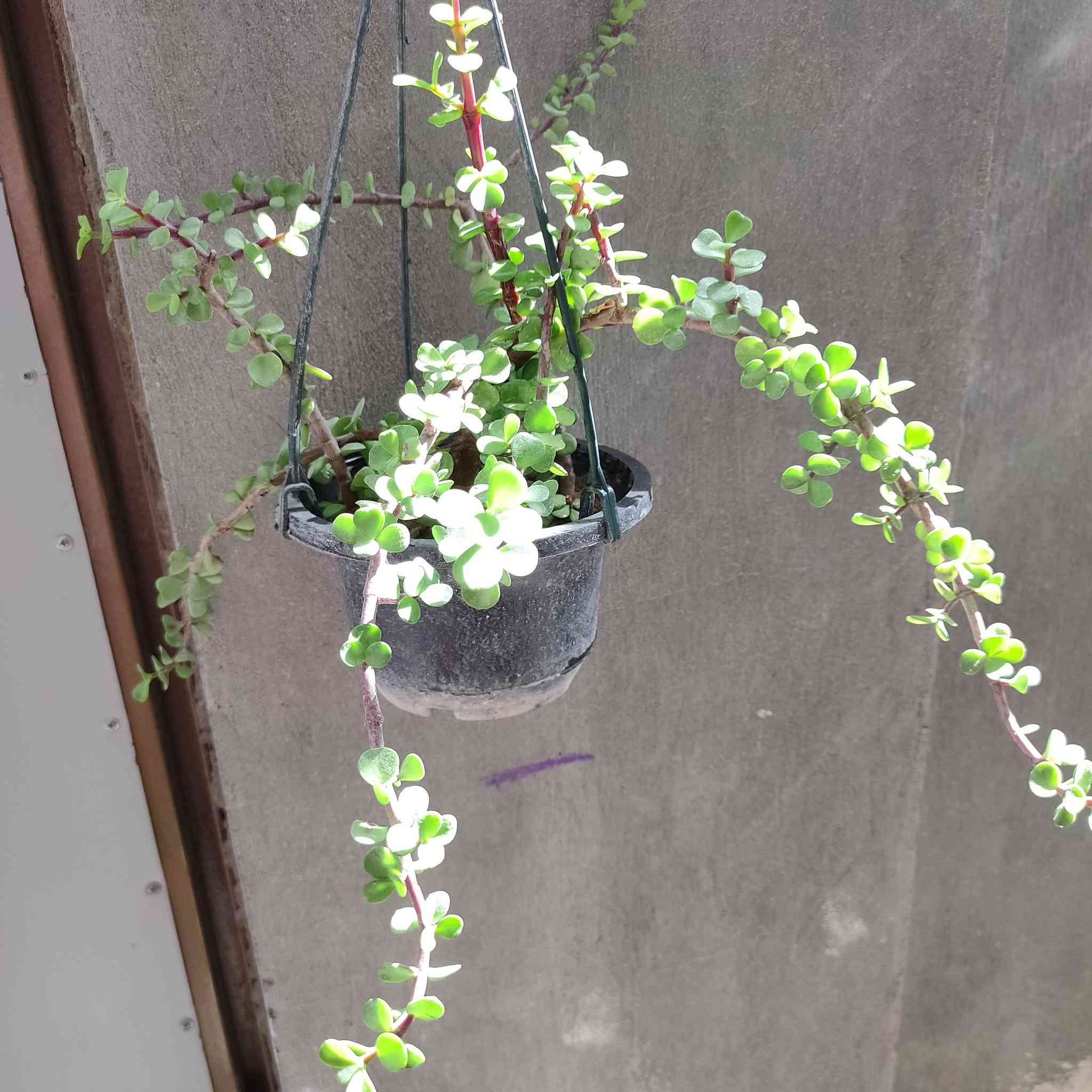 نبات دمعه الطفل حجم كبير 🍀🍀🍀


**إذا كنت صاحب هذا الإعلان وتريد حذفه لأي سبب، رجاءا أرسل رسالة إلى الدعم الفني**