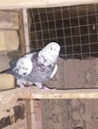 فحل ثنين • طيور صيد • سوك شيوخ لعكيكه