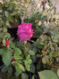 ورد جوري سلطاني • جهنمي متسلق • توصيل المسيب