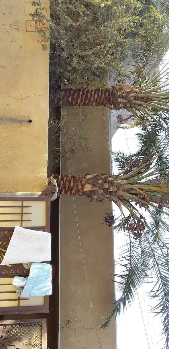 متاح بيت للبيع غرفتين نوم استقبال هول مطبخ وصالة صحيات داخلي وخارجي طابق واحد طابو صرف المساحة ٢٦٧مسلح بلمعمل خلف مدرسه الكوفة ثاني فرع السعر ٧٠اتصل ***********
