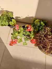 سموود • ديكور • حديقة