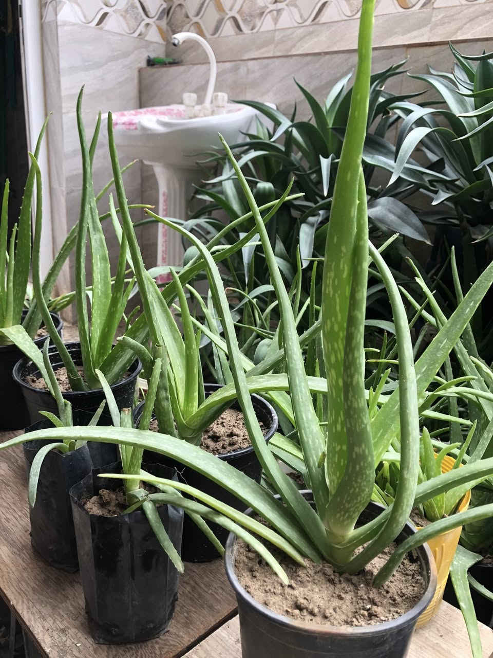 للبيع صبار بجميع انوانه الاسعار جدا مناسبه 
يتوفر بالف وبالفين ونص الحجم الكبير 
توصيل الف دينار داخل العزه جديده 
وباقي المناطق الفين 
مكاني العزه جديده


**إذا كنت صاحب هذا الإعلان وتريد حذفه لأي سبب، رجاءا أرسل رسالة إلى الدعم الفني**