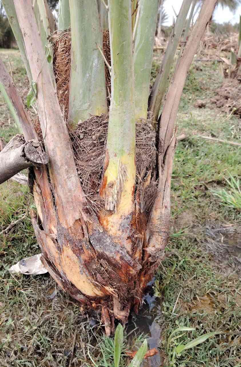 سلام عليكم لبيع انواع النخل مكان الغراف


**إذا كنت صاحب هذا الإعلان وتريد حذفه لأي سبب، رجاءا أرسل رسالة إلى الدعم الفني**