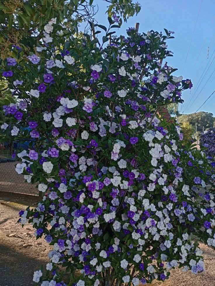 السلام عليكم متابعينا 🤍.
نعلن عن توفر  شتلات جديده من  شجرة اليوم والأمس والغد  🌸🍂🍂

ارتفاع ٥٠ الي ٦٠ سم  تقريباً ✨
السعر ١٥ الف فقط🔥

نبتة نادرة جدًا وفاخرة للغاية، تُلقّب بـ شجرة اليوم والأمس والغد لأن أزهارها تمرّ بثلاث مراحل لون ساحرة خلال أيام قليلة — تبدأ بنفسجية غامقة، ثم بنفسجية فاتحة، وأخيرًا بيضاء ناصعة 

 المواصفات:
شجيرة مزهرة نادرة وفخمة المنظر.
أزهارها عطرة وتزهر لفترات طويلة جدًا.
أوراقها خضراء لامعة تضيف جمالية استثنائية للمكان.

 التحمل والعناية:
تحب الضوء الساطع غير المباشره
سقي معتدل وتربة جيدة التصريف.
تُحافظ على نضارتها بالأجواء المعتدلة وتُحمى من الحر والبرد الشديد.

الفوائد والمميزات:
تضيف لمسة راقية وملوكية للمنازل والحدائق.
تصلح للزراعة بالأصص أو الأرض مباشرة.
من أندر النباتات المزهرة بالعراق، واللي يمتلكها يُعتبر عنده قطعة فنية حقيقية.

📍 العنوان: بابل/ محاويل.
📍 متوفر توصيل لجميع محافظات العراق 🚗🚗 
📍 للحجز والاستفسار يرجى مراسله الصفحه او مراسلتنا على واتساب من خلال الرقم:
***********
