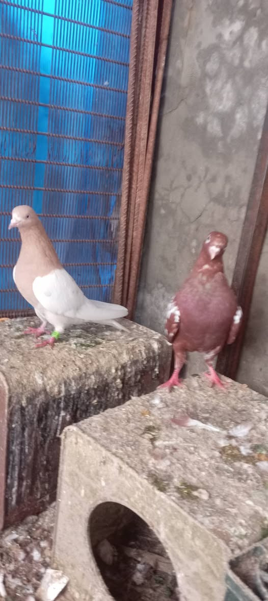 متاح للبيع ٤ازواج حمام ***********
