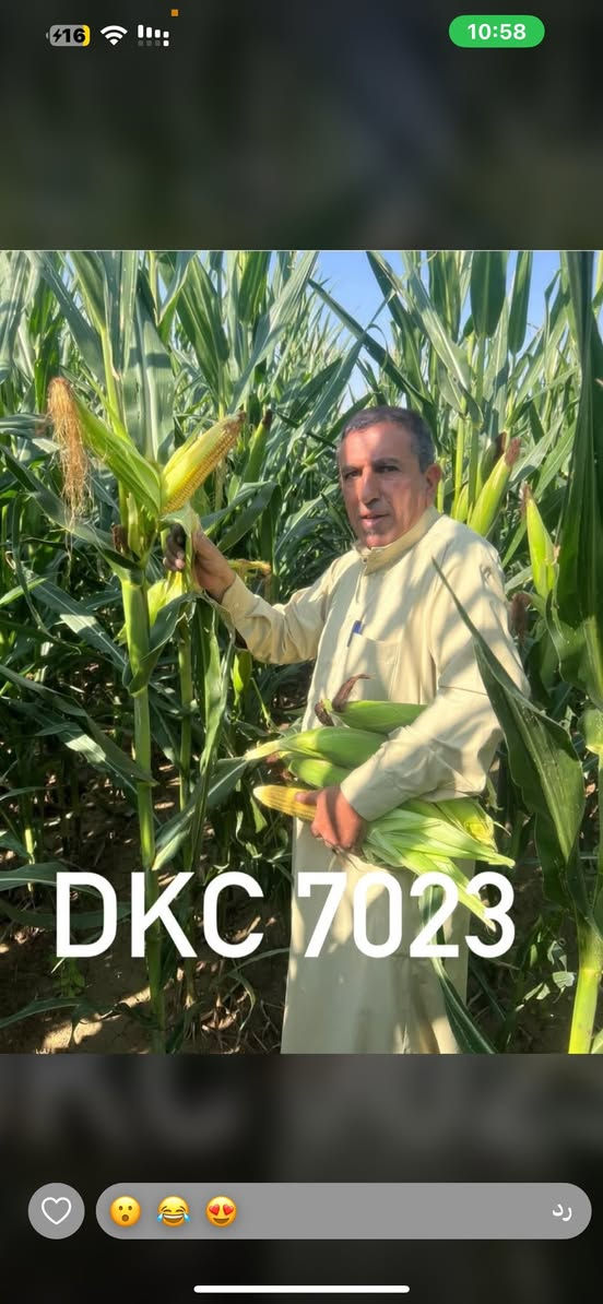 ولله الحمد 🤲
التجهيز مستمر لصنف اليوغوسلافي الزيتبي 707 🌽

تم تجهيز الفلاحين في:
📍 تركلان
📍 كوبري
📍 تازة
📍 داقوق
📍 وبعض قرى الحويجة

الحمد لله رب العالمين على هذا التوفيق 🌱

🔹 تجهيز وإشراف: مكتب المنزلة الزراعي
📍 كركوك – الحويجة

📞 أرقام الموبايل:
***********
0775364720

🚚 متوفر لدينا خدمة توصيل إلى جميع أنحاء العراق
