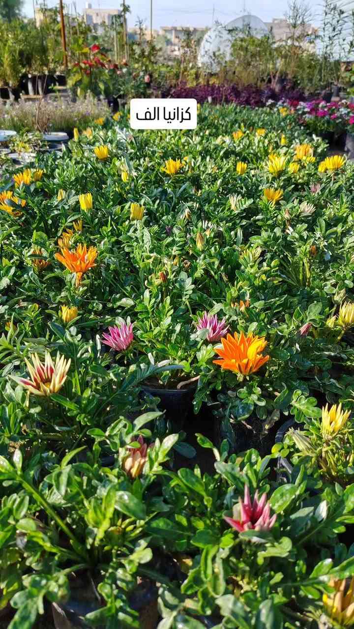 مشتل نعناعه   الرفاعي الصوب الاول مجاور جسر المشاة بتجاه السايلو مقابل مدرسة الرقيم الاهليه يوجد خدمة توصيل ***********
