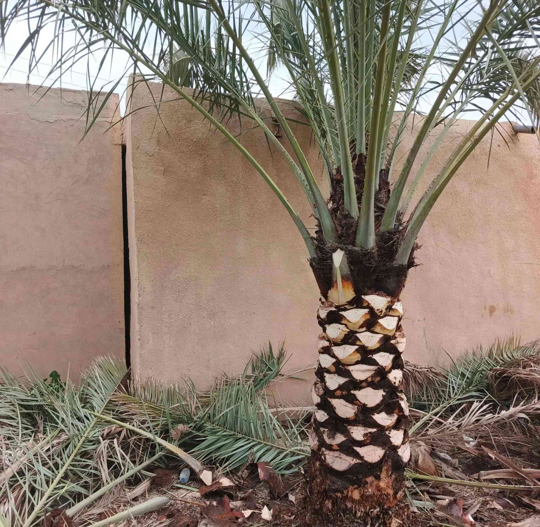 عامل تنضيف النخيل اي واحد عنده نخل بس يتصل ودال
***********
