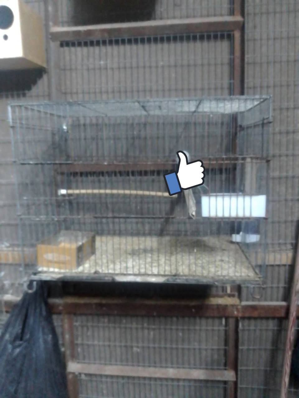 متاح 10 خانات ام الطير ويه كل خانه بيت التكاثر وملحقات گامله  الحجم60×40 
+ 2خانات الترگي الستيل الجحم50×35 السعر الخانه الجبيره ب15 والخانه الصغيره ب10 وإذا شلع بيهن مجال ***********
