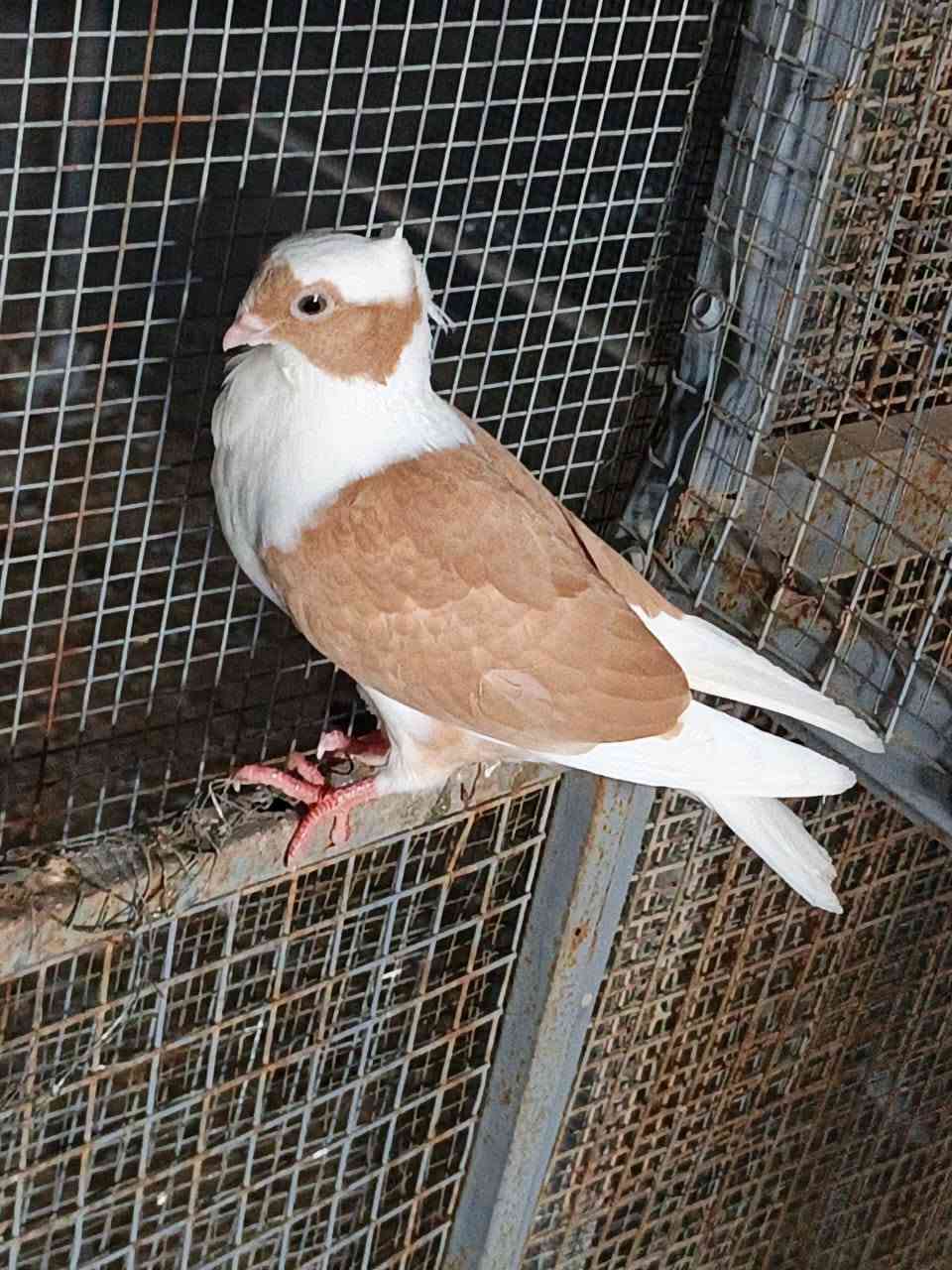 السلام عليكم  
لبيع أرافل مخاليف زوجين  تك خط أول وردة كعكولة  
شراي يجي خاص يدلل


**إذا كنت صاحب هذا الإعلان وتريد حذفه لأي سبب، رجاءا أرسل رسالة إلى الدعم الفني**