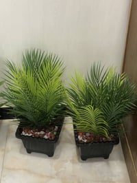 بغداد الشعب • للبيع • حديقة