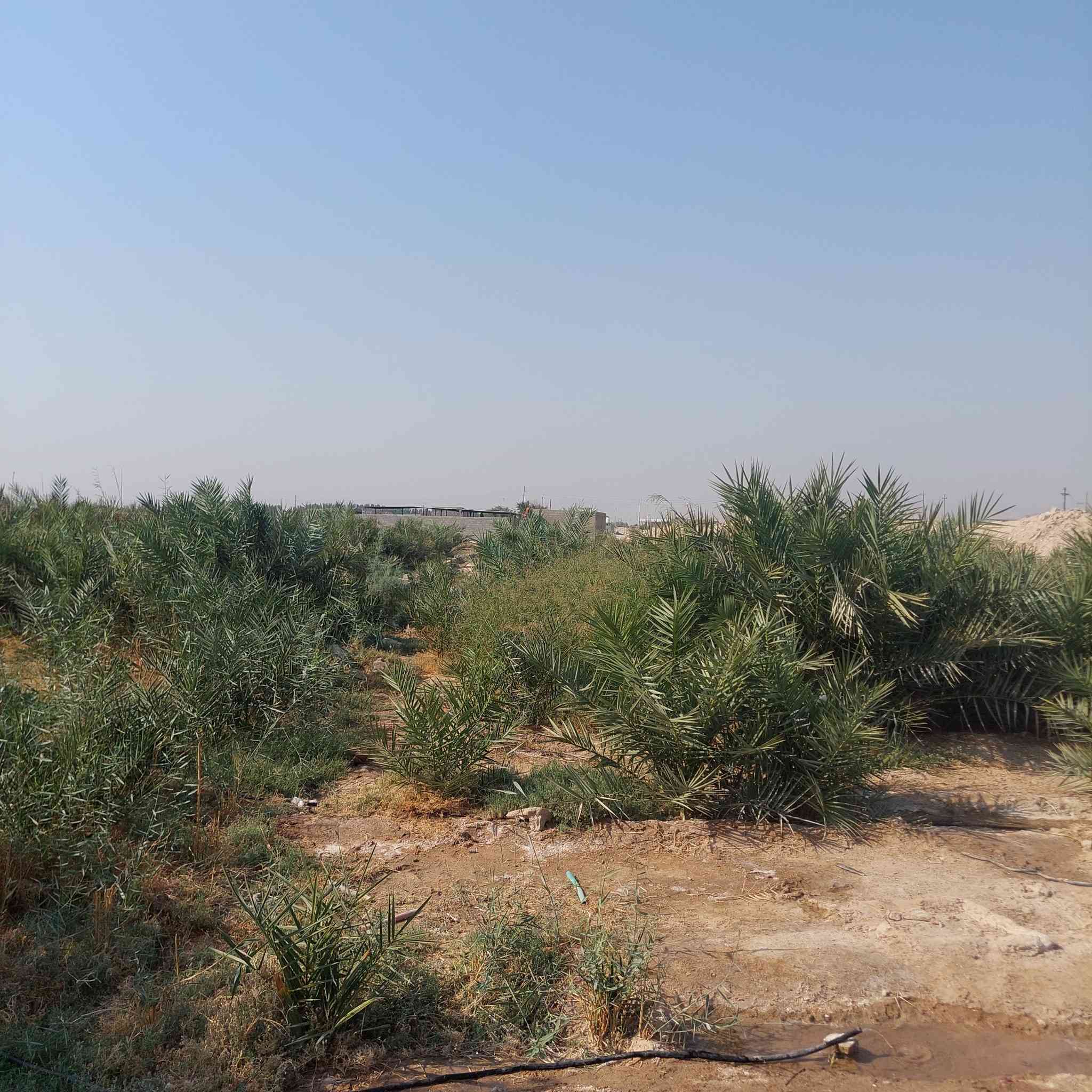 سلام عليكم  دونم زراعي البيع بيه بيت سندوج وزارعين بيه نخل وسدر مثل ما واضح بل صوره كهرباء وماي ارتواز العنوان الزبير المكصب ورا الخليل نهايت الشارع العام ***********////***********
