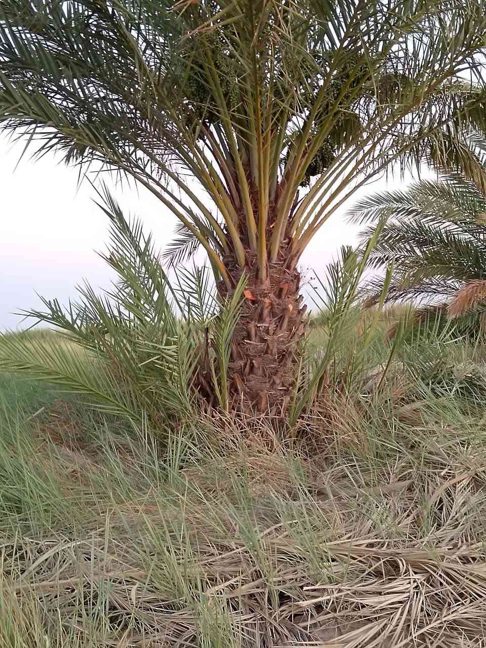 ادمن تره ماكو هيجي هاذا ثالث منشور ماتوافق عليه
بسم الله
يوجد لدينا فسائل زهدي وخستاوي بسعر مناسب
وحلاوي وشكر ولدينا كادر عمل لرش مبيد العناكب والغبار وبسعار مناسبه اليحب يتفضل خاص ويدلل


**إذا كنت صاحب هذا الإعلان وتريد حذفه لأي سبب، رجاءا أرسل رسالة إلى الدعم الفني**