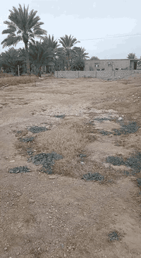 قطعة أرض طابوا ملك صرف ربع دونم تنزل بسمك مباشرتآ علمآ تتواصل مع صاحب الأرض مباشرتآ بدون وسيط 
 قرية بيت ابو عميمية تبعد عن الشارع ٦٠٠ متر خدمات كامله تصلح سكن او مزرعة
اليرغب بالشراء الاتصال على الرقم ***********
