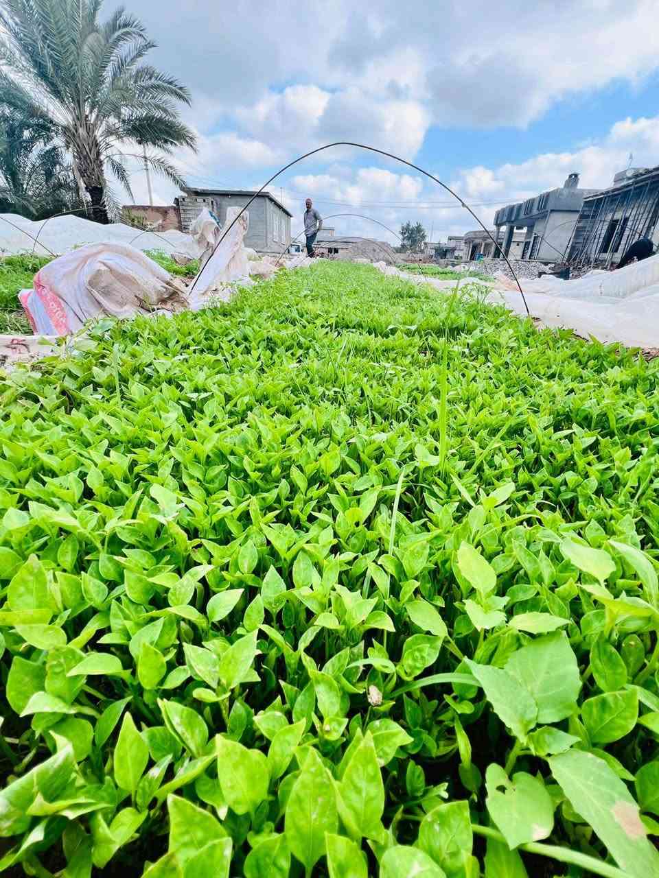 دايه فلفل بونازا واميرال
وبيذنجان برشلونه طول اللوح١٥٠ والعرض ١٢٠ الثخن خير من الله للحجز والاستفسار التواصل مع الرقم الموجود في الاعلان ***********
